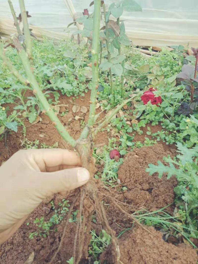玫瑰老桩大花月季老桩基地直销质量保证适应绿化遵院种植