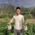 纯甜味金桔苗四季结果清甜爽口无酸味产量高