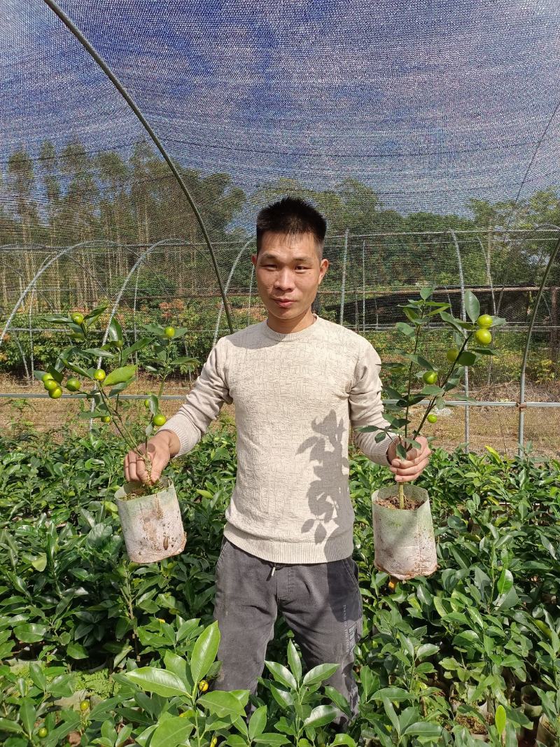纯甜味金桔苗四季结果清甜爽口无酸味产量高
