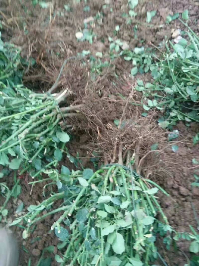 玫瑰老桩大花月季老桩基地直销质量保证适应绿化遵院种植
