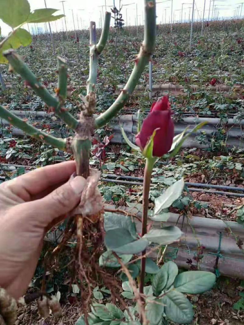 玫瑰老桩大花月季老桩基地直销质量保证适应绿化遵院种植