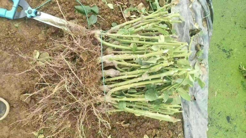 玫瑰老桩大花月季老桩基地直销质量保证适应绿化遵院种植