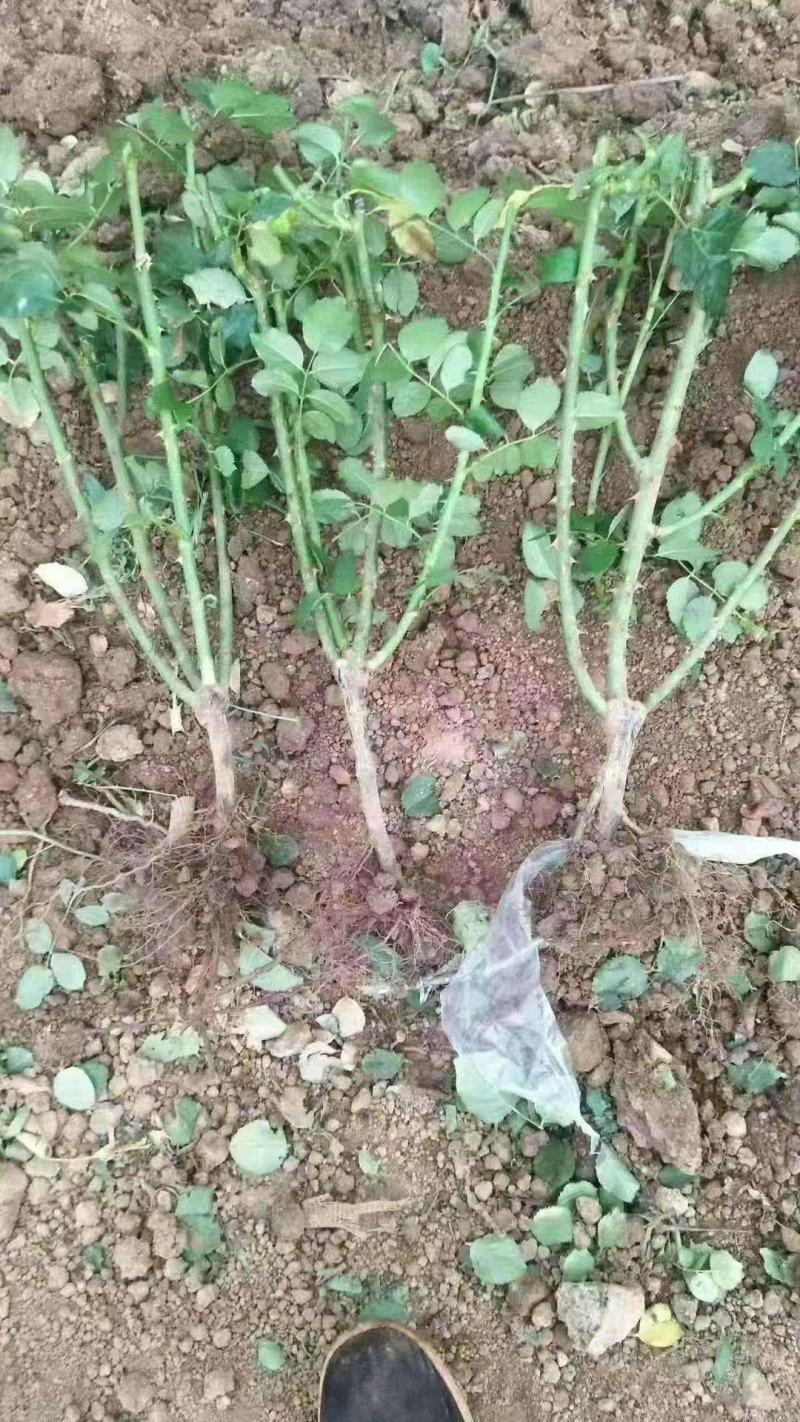 玫瑰老桩大花月季老桩基地直销质量保证适应绿化遵院种植
