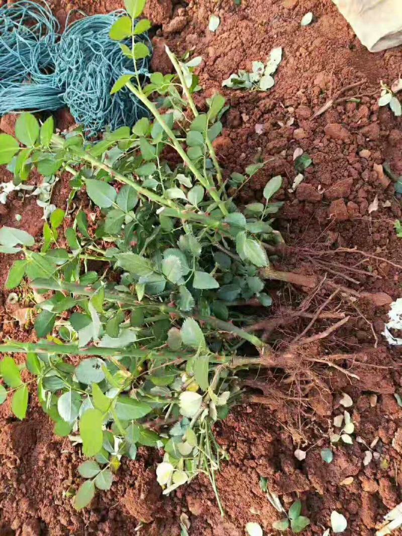 玫瑰老桩大花月季老桩基地直销质量保证适应绿化遵院种植