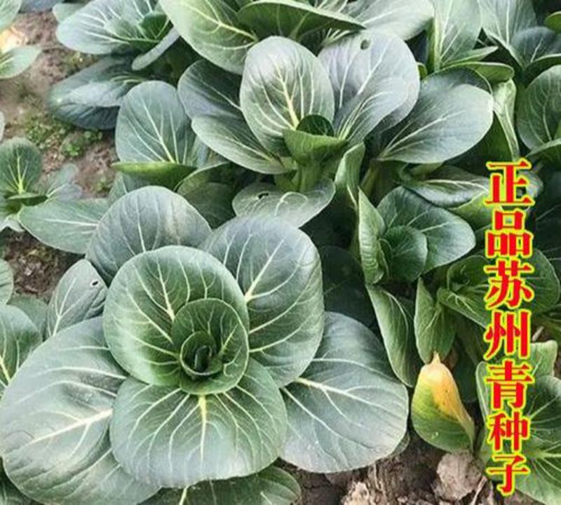 四季黑叶苏州青黑大头菜籽青菜种子原装油亮矮脚苏州青蔬菜种