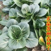 四季黑叶苏州青黑大头菜籽青菜种子原装油亮矮脚苏州青蔬菜种