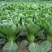 原种苏州青种籽耐寒四季耐热青梗菜种孑阳台盆栽矮脚黑叶油菜
