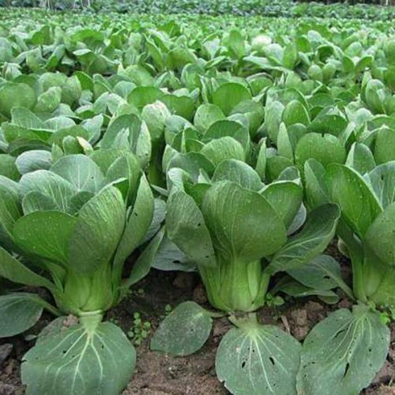 原种苏州青种籽耐寒四季耐热青梗菜种孑阳台盆栽矮脚黑叶油菜