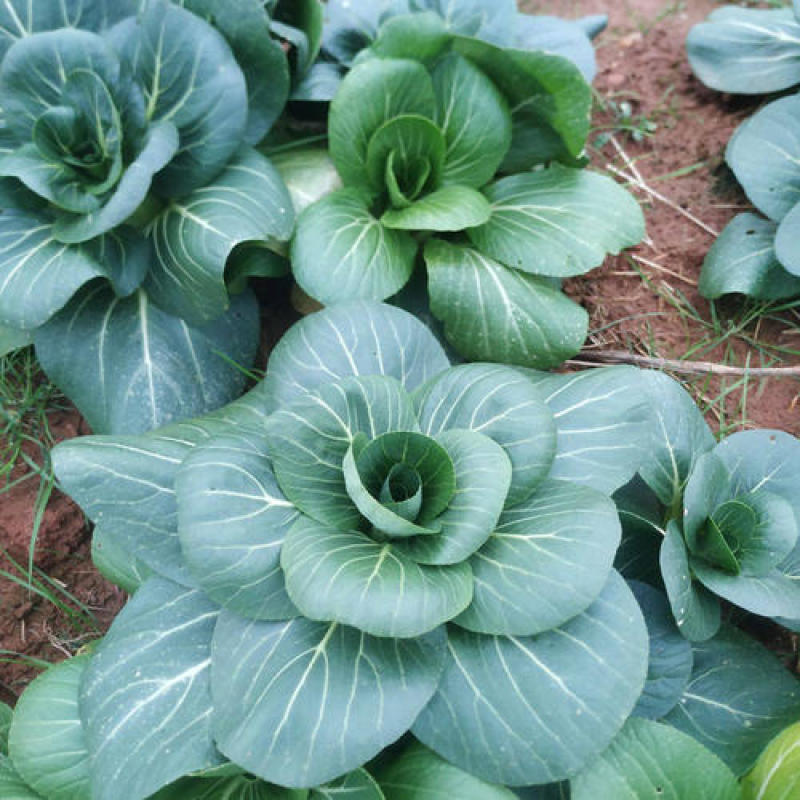 原种苏州青种籽耐寒四季耐热青梗菜种孑阳台盆栽矮脚黑叶油菜