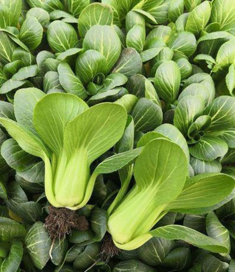 原种苏州青种籽耐寒四季耐热青梗菜种孑阳台盆栽矮脚黑叶油菜