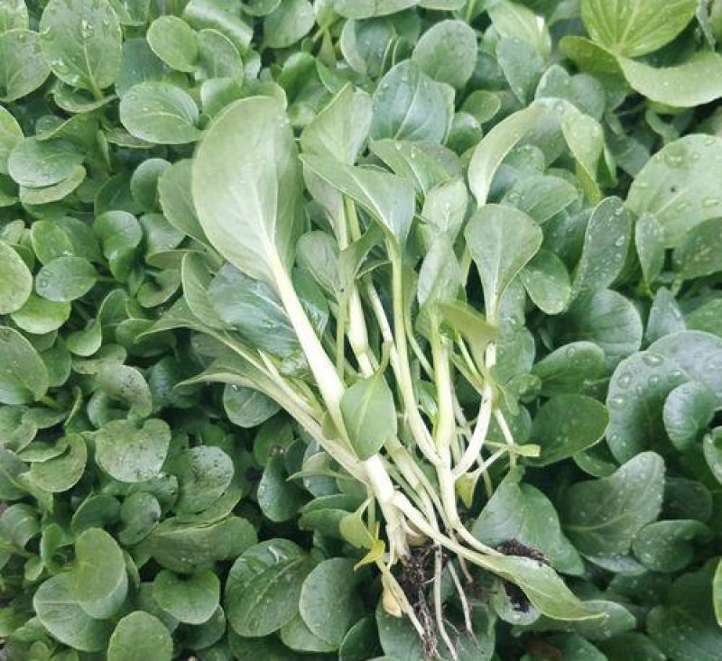原种上海鸡毛菜种子小青菜种籽青帮油菜阳台盆栽蔬菜种孑