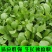 原种上海鸡毛菜种子小青菜种籽青帮油菜阳台盆栽蔬菜种孑