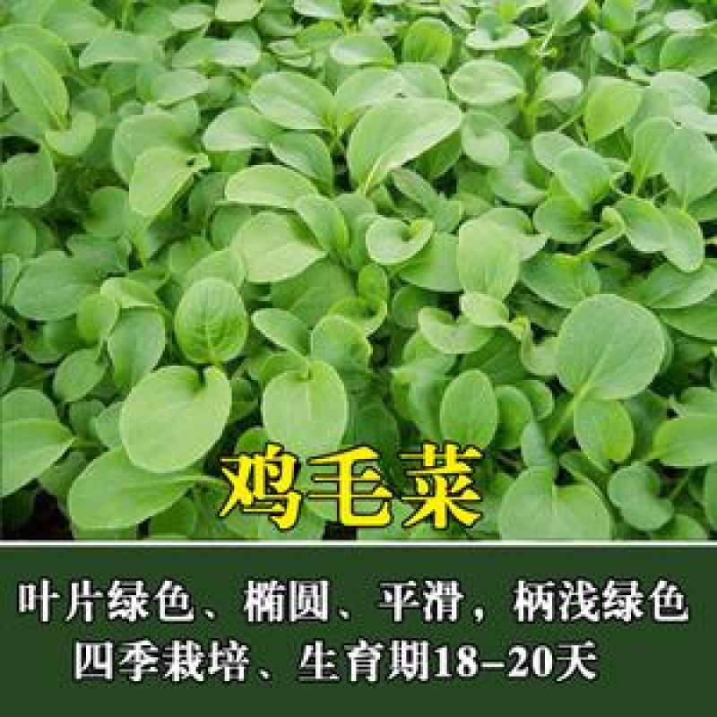 原种上海鸡毛菜种子小青菜种籽青帮油菜阳台盆栽蔬菜种孑