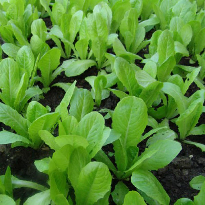 原种上海鸡毛菜种子小青菜种籽青帮油菜阳台盆栽蔬菜种孑