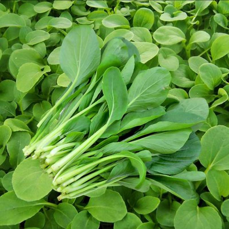 原种上海鸡毛菜种子小青菜种籽青帮油菜阳台盆栽蔬菜种孑