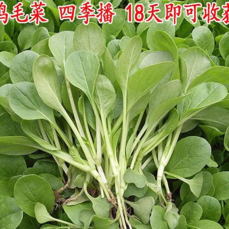原种上海鸡毛菜种子小青菜种籽青帮油菜阳台盆栽蔬菜种孑