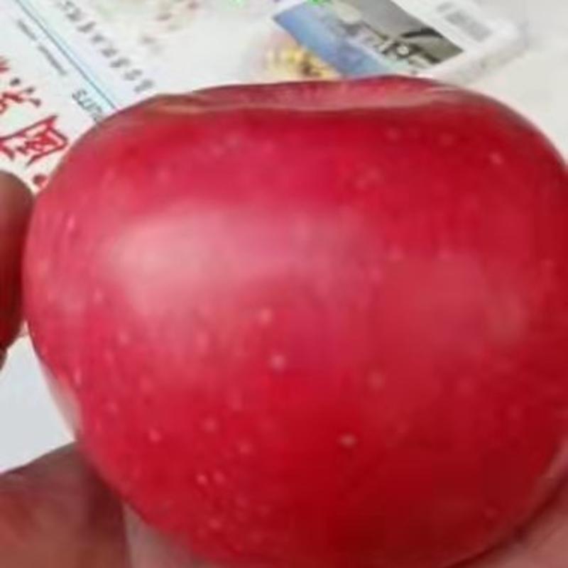 供应苹果品种，山东红丽苹果苗