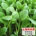 鸡毛菜种子四季播种抗热耐寒蔬菜种子阳台盆栽易种小青菜籽