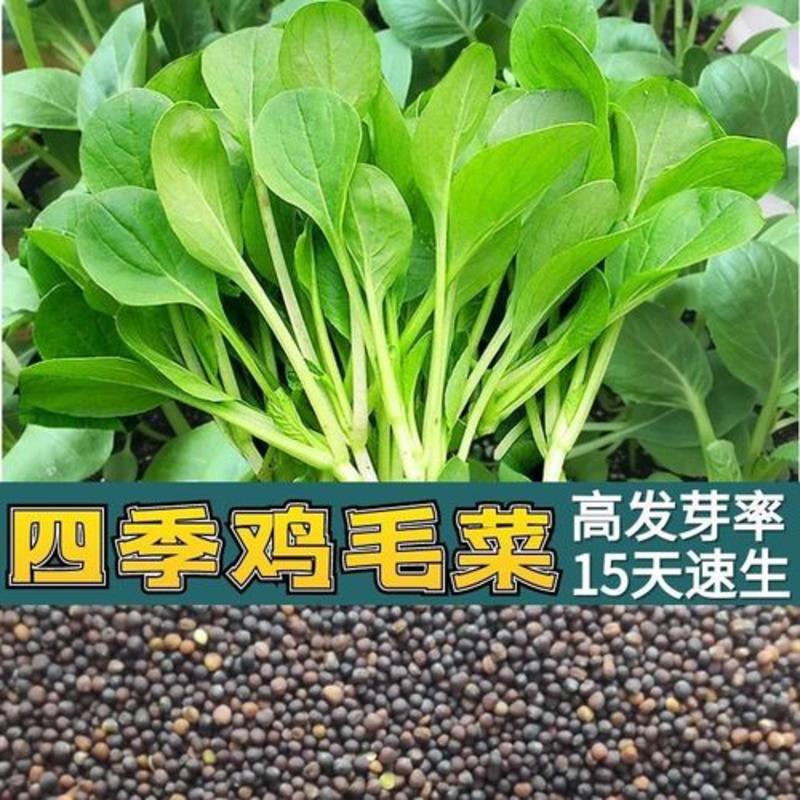 鸡毛菜种子四季播种抗热耐寒蔬菜种子阳台盆栽易种小青菜籽