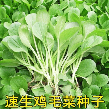 鸡毛菜种子四季播种抗热耐寒蔬菜种子阳台盆栽易种小青菜籽