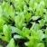 四季小白菜种子春夏秋冬季种植种孑蔬菜盆栽四季种籽
