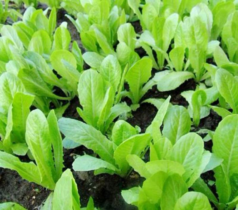 四季小白菜种子春夏秋冬季种植种孑蔬菜盆栽四季种籽