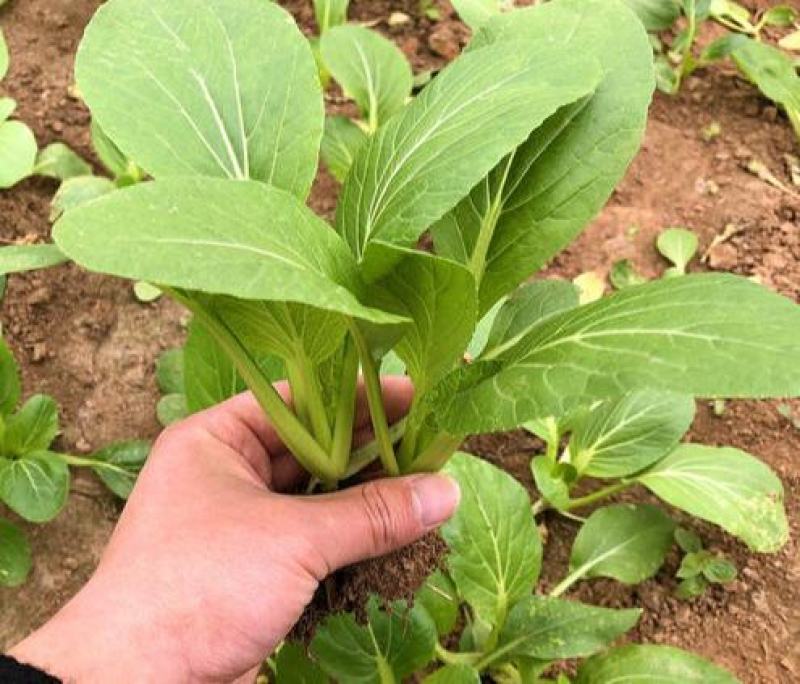 四季小白菜种子春夏秋冬季种植种孑蔬菜盆栽四季种籽