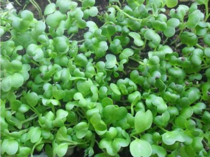 四季小白菜种子春夏秋冬季种植种孑蔬菜盆栽四季种籽