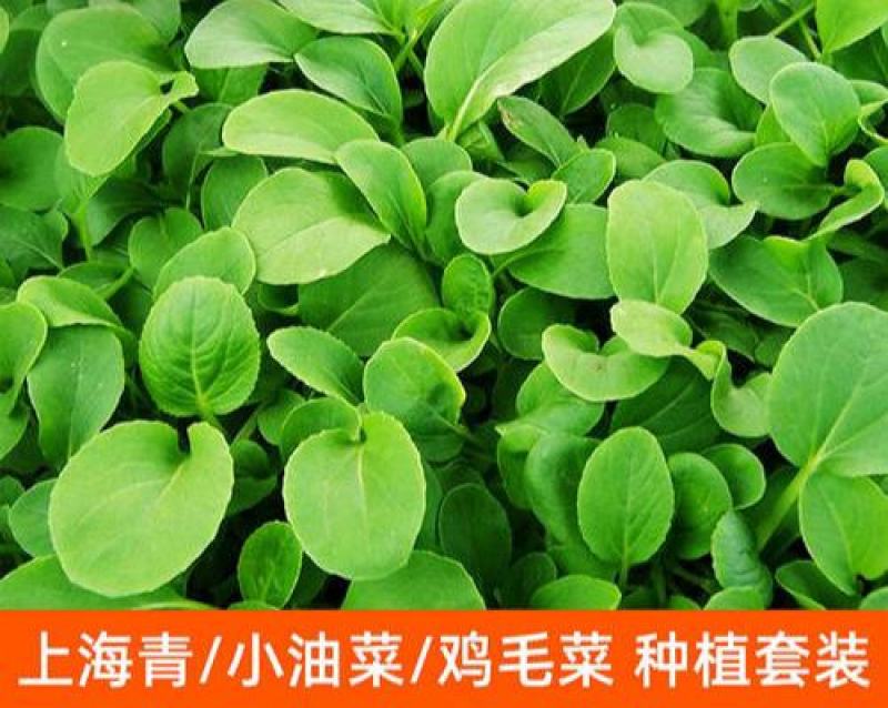 四季小白菜种子春夏秋冬季种植种孑蔬菜盆栽四季种籽