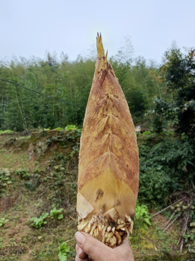 黄泥冬笋大小个头都有规格由你挑，价钱由你选。