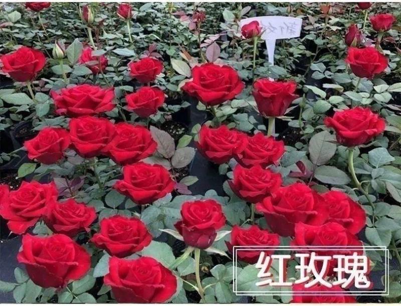 玫瑰花地栽老桩老根盆栽室内四季开花不断浓香室外特