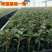 玫瑰花地栽老桩老根盆栽室内四季开花不断浓香室外特