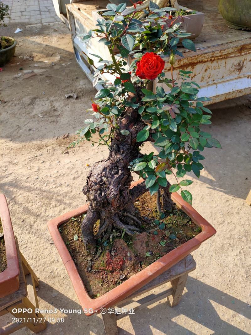 玫瑰花地栽老桩老根盆栽室内四季开花不断浓香室外特