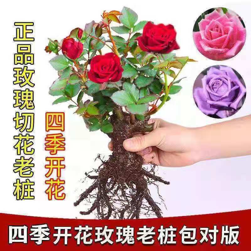 玫瑰花地栽老桩老根盆栽室内四季开花不断浓香室外特
