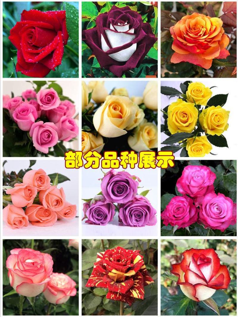 玫瑰花地栽老桩老根盆栽室内四季开花不断浓香室外特