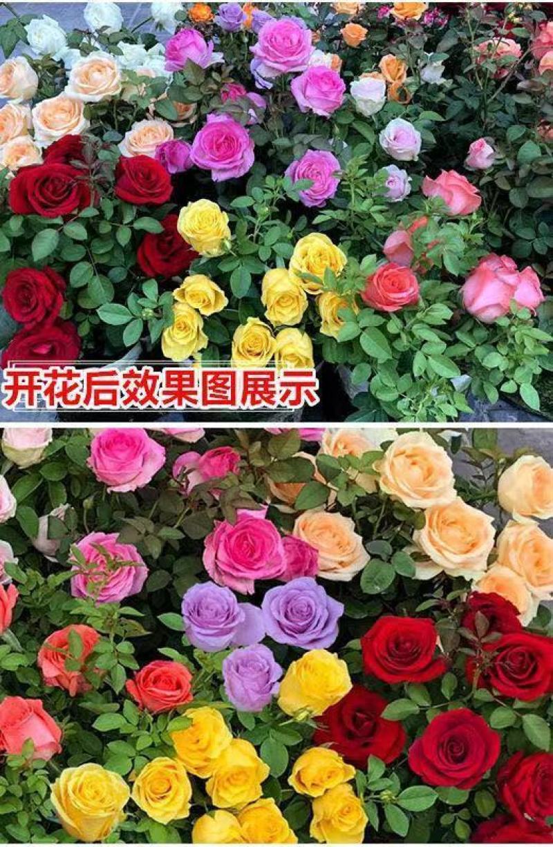 玫瑰花地栽老桩老根盆栽室内四季开花不断浓香室外特