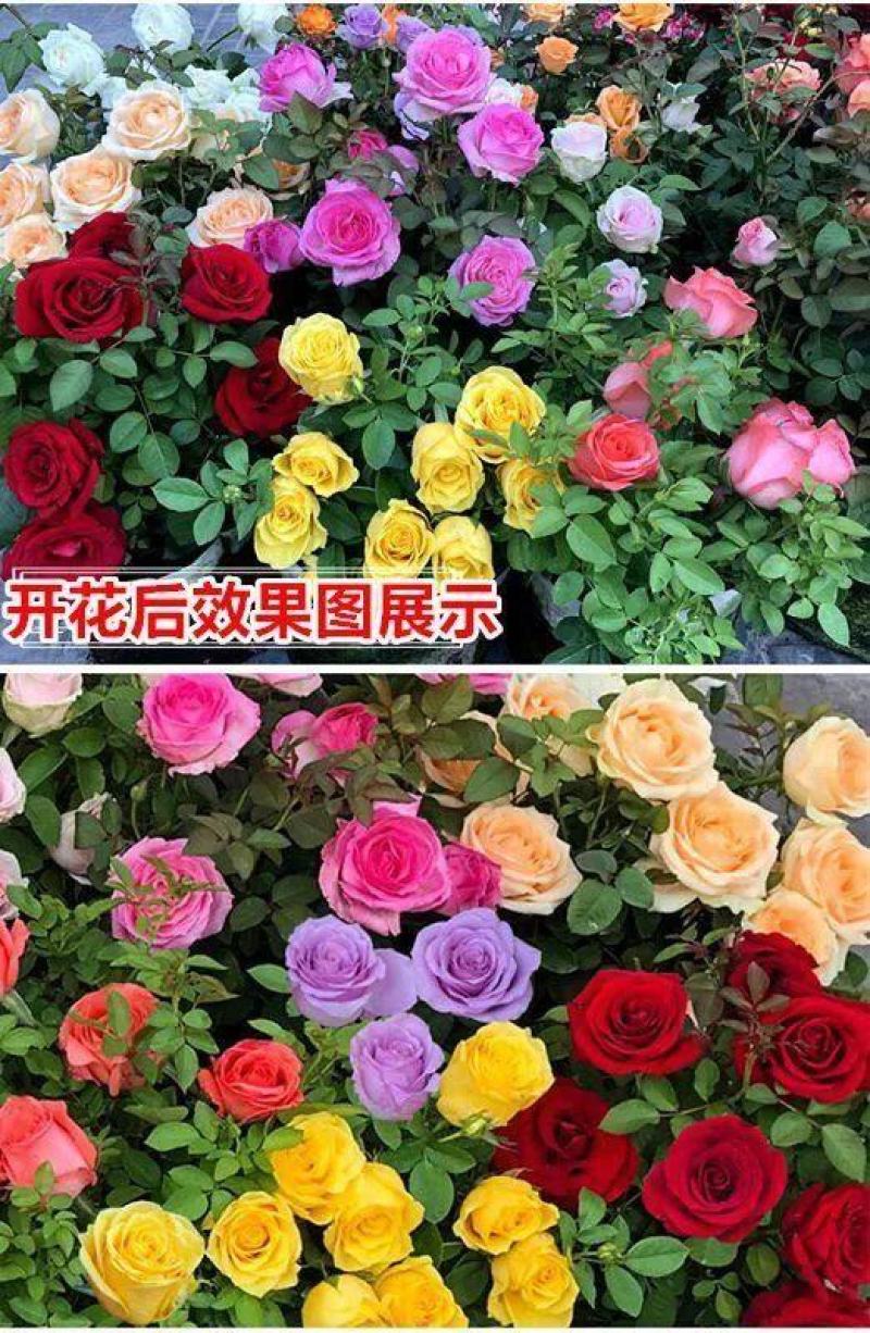 玫瑰花地栽老桩老根盆栽室内四季开花不断浓香室外特