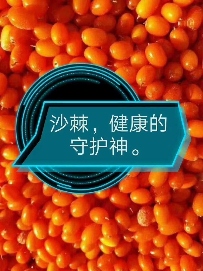 俄罗斯深秋红沙棘大果