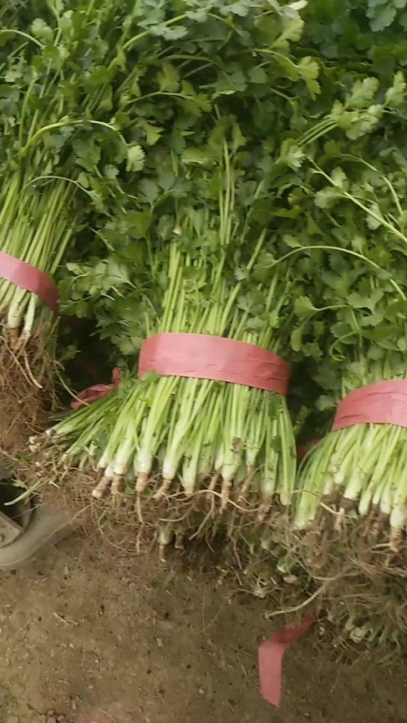 河南省，精品大叶香菜，25公分左右，基地直发，货源充足。