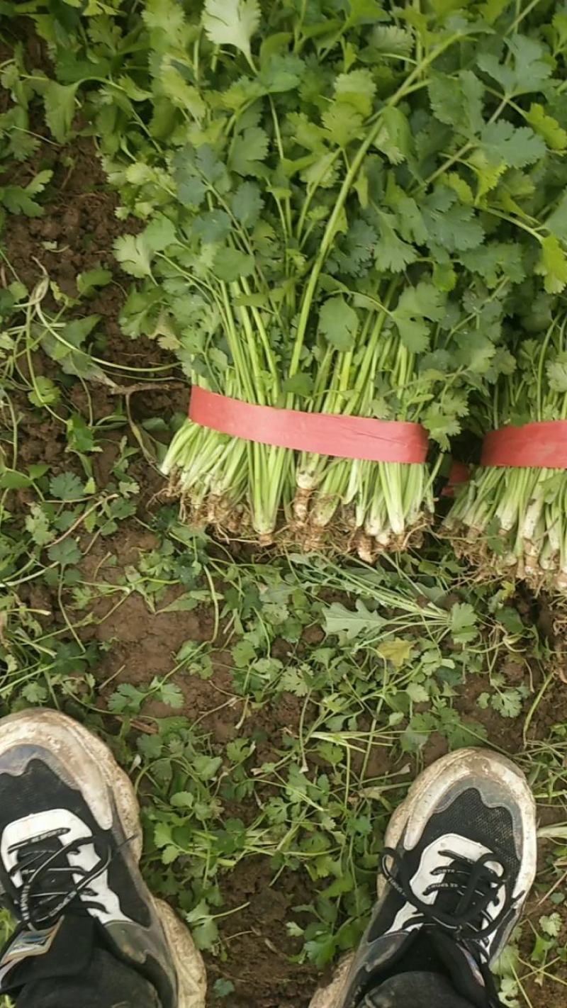 河南省，精品大叶香菜，25公分左右，基地直发，货源充足。
