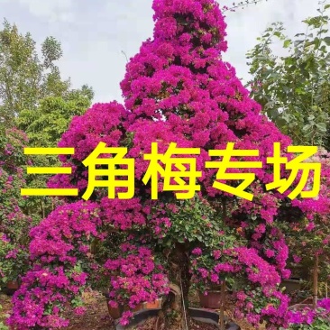 紫花三角梅高度3米紫色花造型三角梅盆景