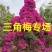 紫花三角梅高度3米紫色花造型三角梅盆景