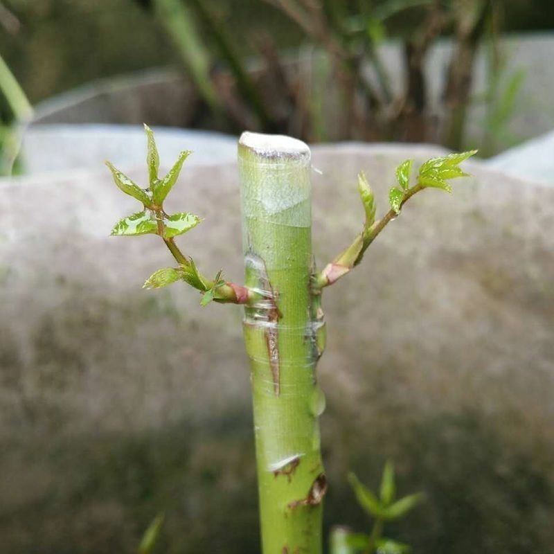 蔷小薇日本白花无刺蔷薇杆子枝条嫁接月季微月棒棒糖砧木容易