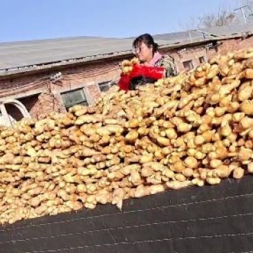 新姜面姜大黄姜大量出售货源充足产地直销有意者联系