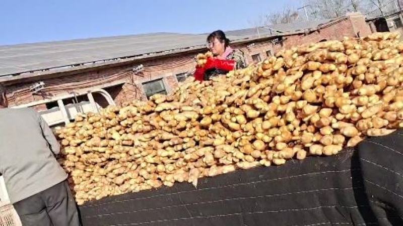 新姜面姜大黄姜大量出售货源充足产地直销有意者联系