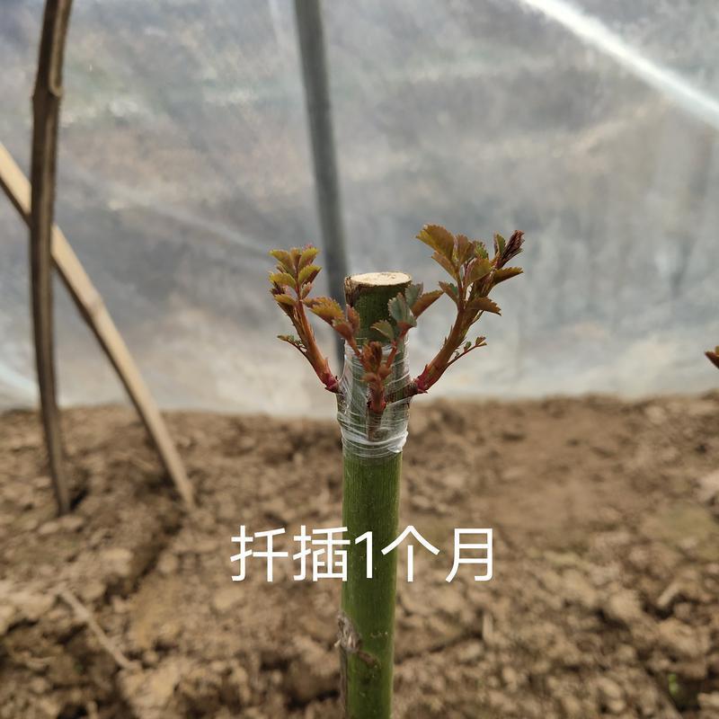 蔷小薇日本白花无刺蔷薇杆子枝条嫁接月季微月棒棒糖砧木容易