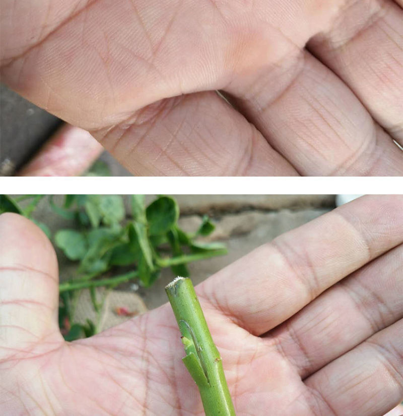 蔷小薇日本白花无刺蔷薇杆子枝条嫁接月季微月棒棒糖砧木容易