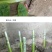 蔷小薇日本白花无刺蔷薇杆子枝条嫁接月季微月棒棒糖砧木容易