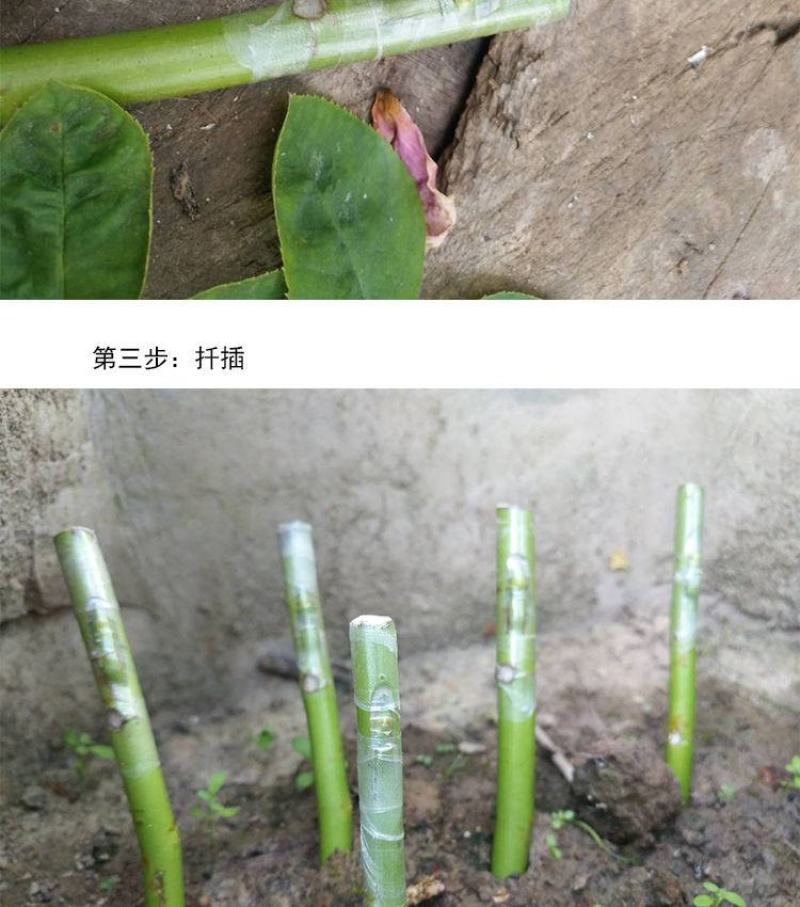 蔷小薇日本白花无刺蔷薇杆子枝条嫁接月季微月棒棒糖砧木容易
