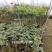 蔷小薇日本白花无刺蔷薇杆子枝条嫁接月季微月棒棒糖砧木容易